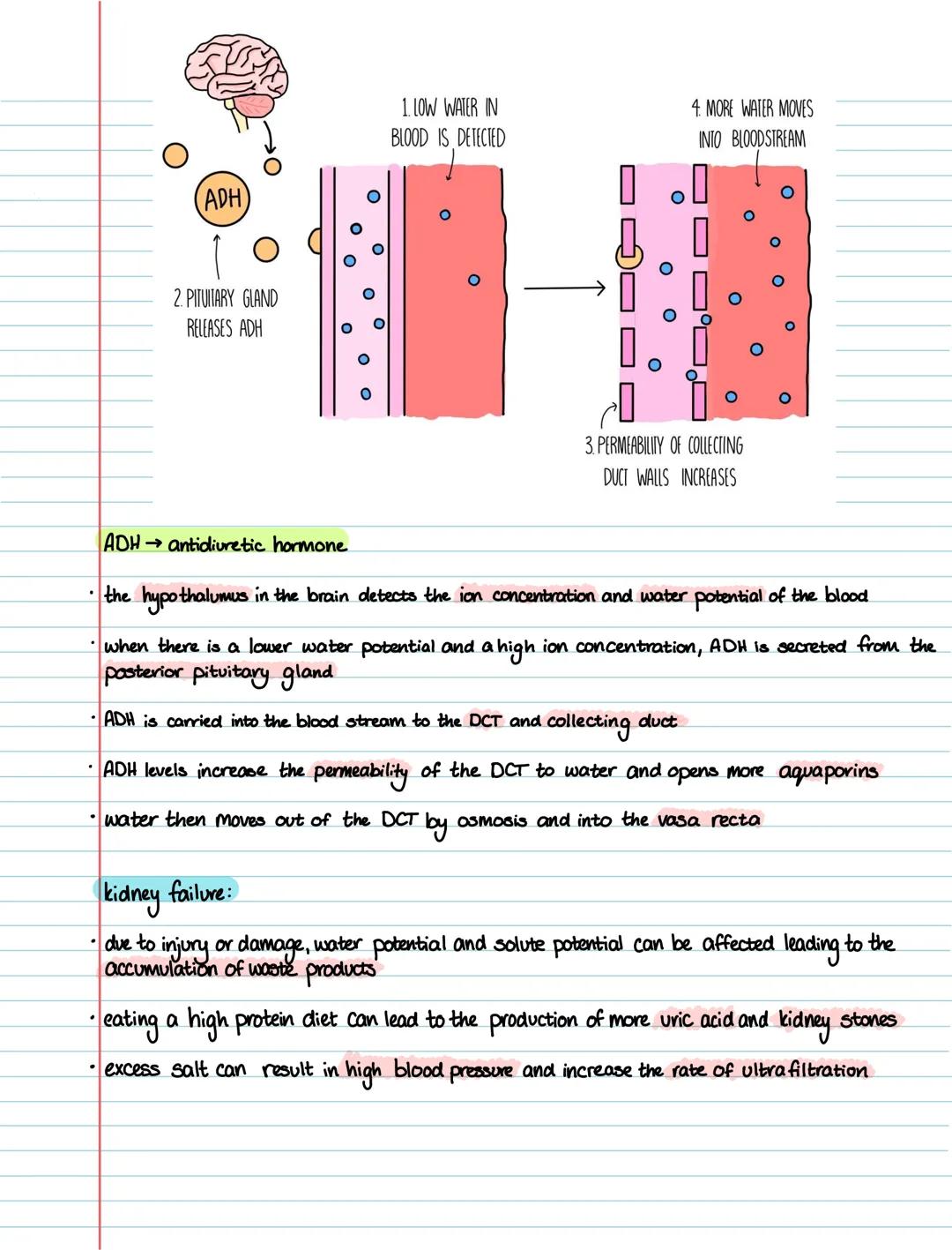 Biology 3.7 homeostasis & the kidneys
definitions:
- homeostasis the maintenance of a constant environment within a living organism
- Osmor