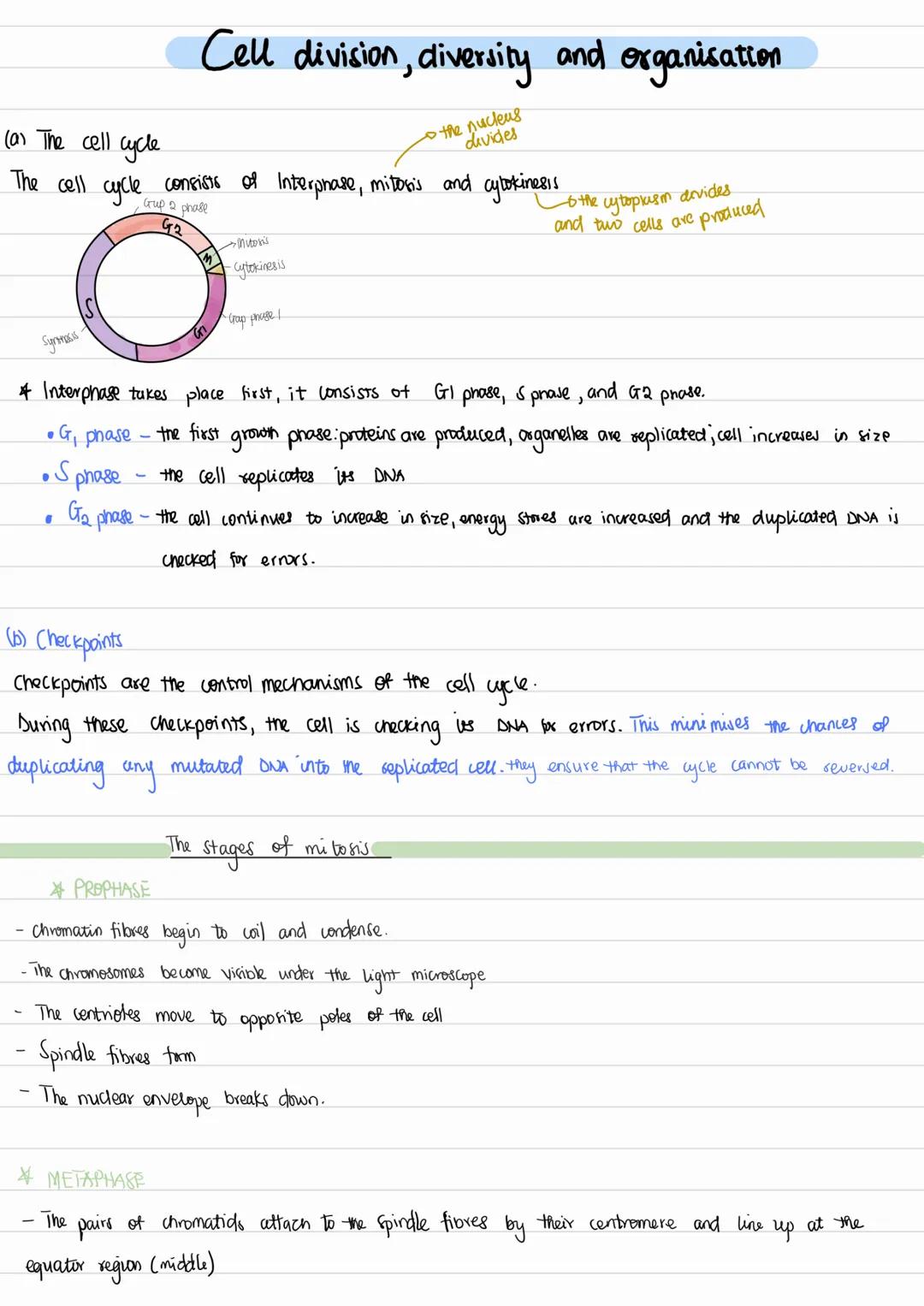 (a) The cell cycle
Cell division, diversity and organisation
the nucleus
divides
The cell cycle consists of Interphase, mitosis and cytokine