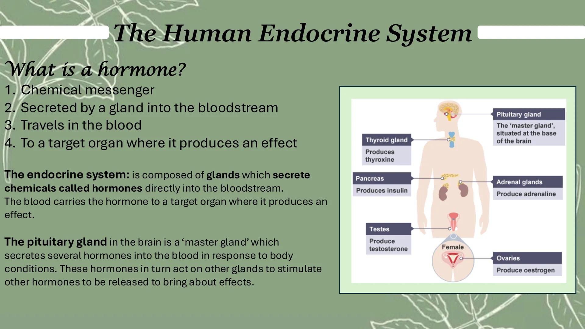 The Human Endocrine System
What is a hormone?
1. Chemical messenger
2. Secreted by a gland into the bloodstream
3. Travels in the blood
4. T