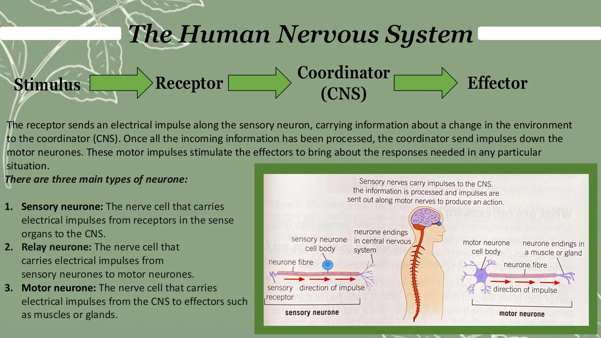 Homeostasis & response
Paper 2 Homeostasis
Homeostasis is the regulation of the internal conditions of a cell or organism to maintain
optimu