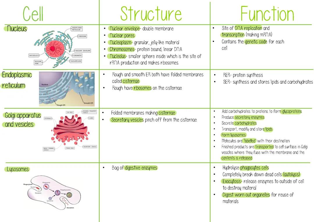 Cell organelles table