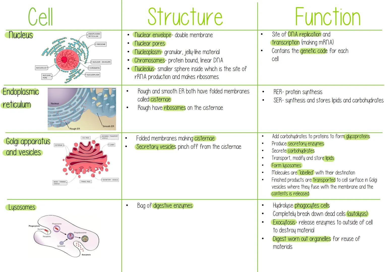 Nucleus
Cell
NUCLEOLUS
ENDOPLASMIC
RETICULUM
Structure
Nuclear envelope- double membrane
•
RIBOSOME
nuclear pores
•
•
NUCLEAR ENVELOPE
CHROM