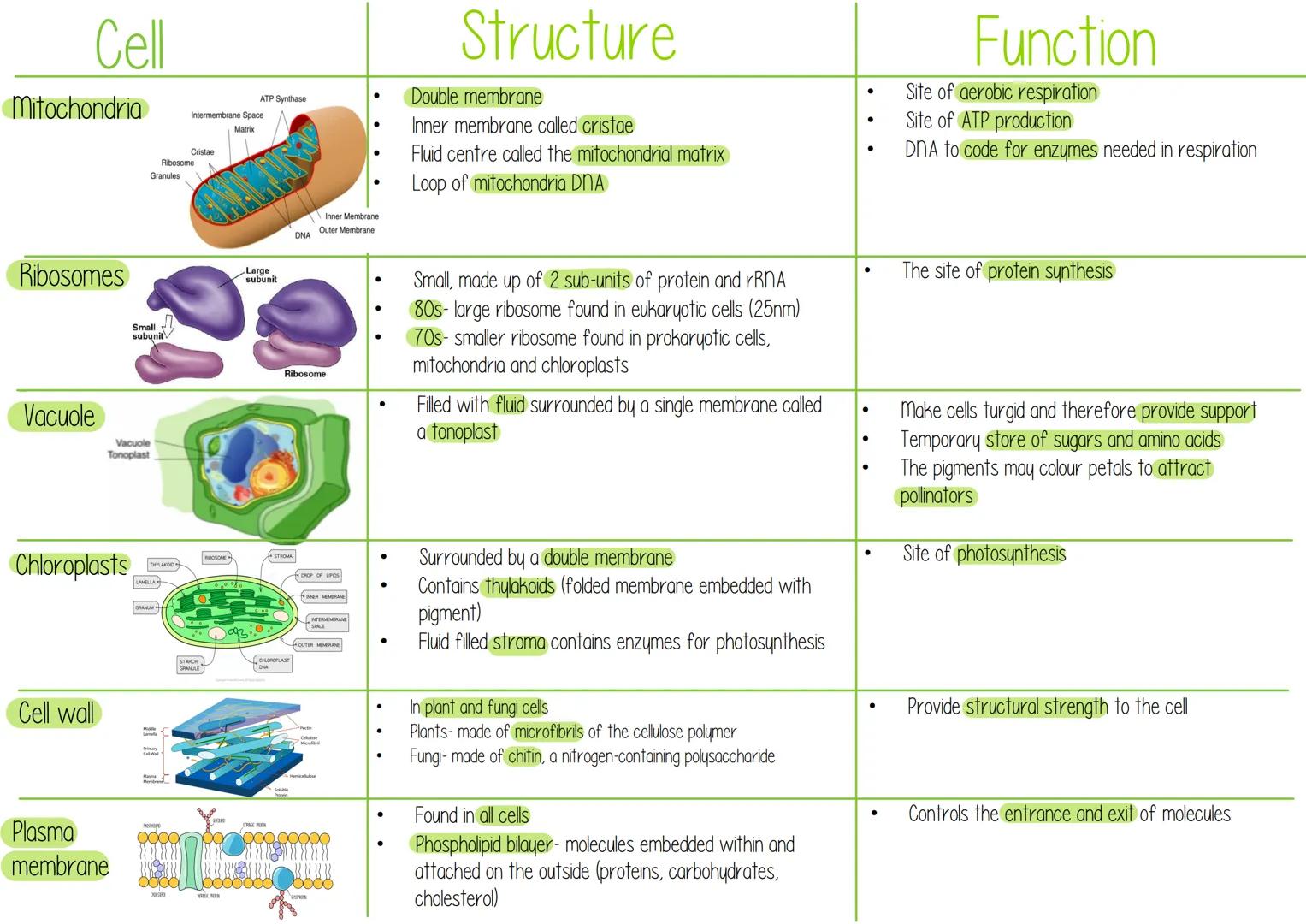 Nucleus
Cell
NUCLEOLUS
ENDOPLASMIC
RETICULUM
Structure
Nuclear envelope- double membrane
•
RIBOSOME
nuclear pores
•
•
NUCLEAR ENVELOPE
CHROM