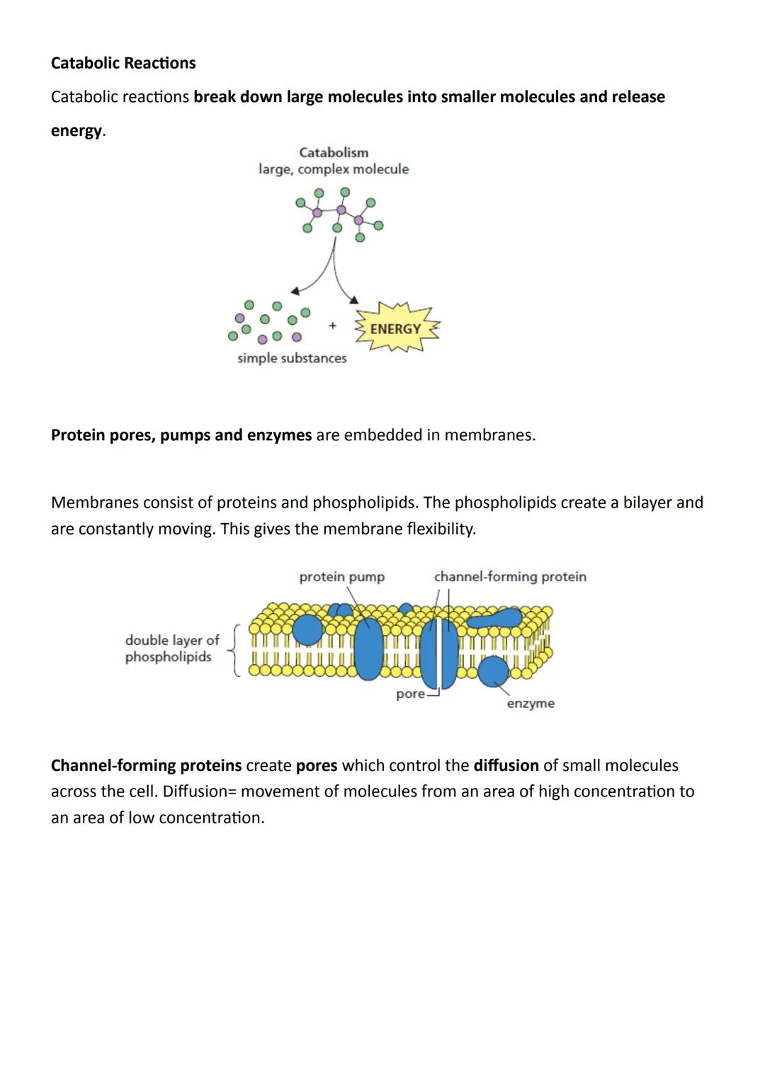 Unit 2 Metabolism & Survival
Key Area 1:
Metabolic Pathways
Metabolic Pathways are integrated and controlled pathways of enzyme-catalysed
re