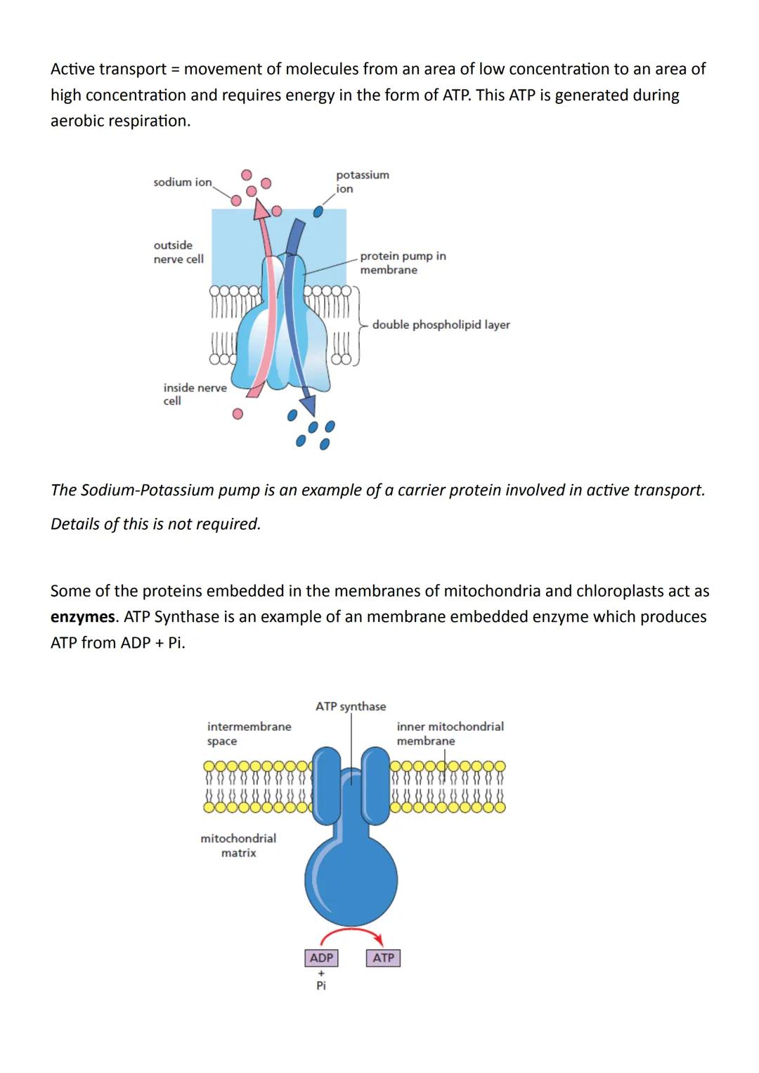 Unit 2 Metabolism & Survival
Key Area 1:
Metabolic Pathways
Metabolic Pathways are integrated and controlled pathways of enzyme-catalysed
re