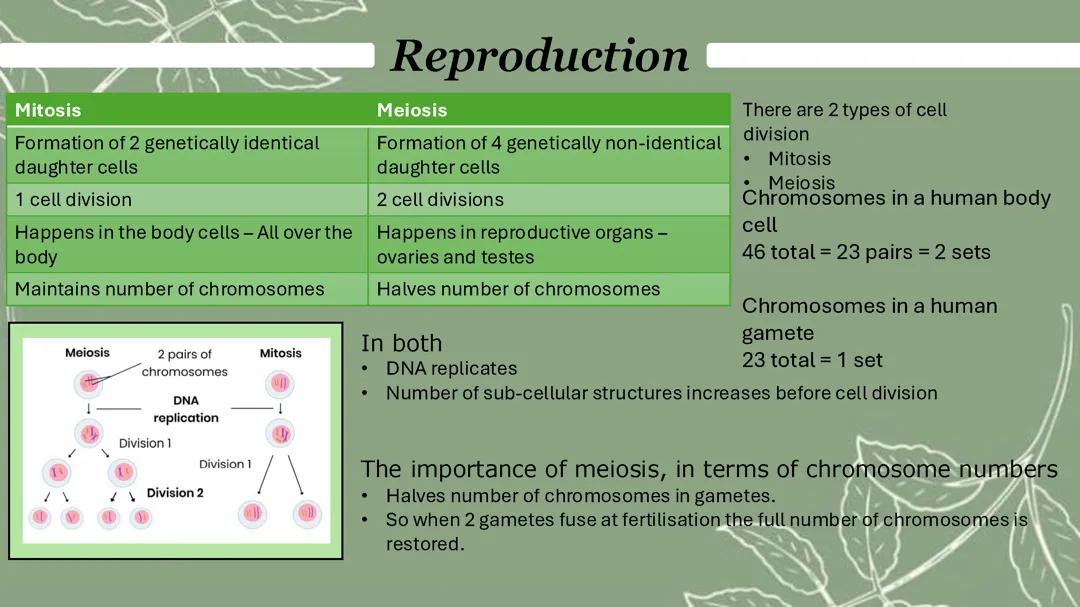 Meiosis and Mitosis