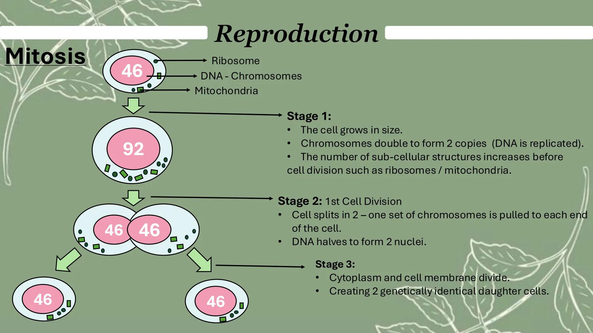 Reproduction
Mitosis
Formation of 2 genetically identical
daughter cells
1 cell division
Happens in the body cells - All over the
body
Maint