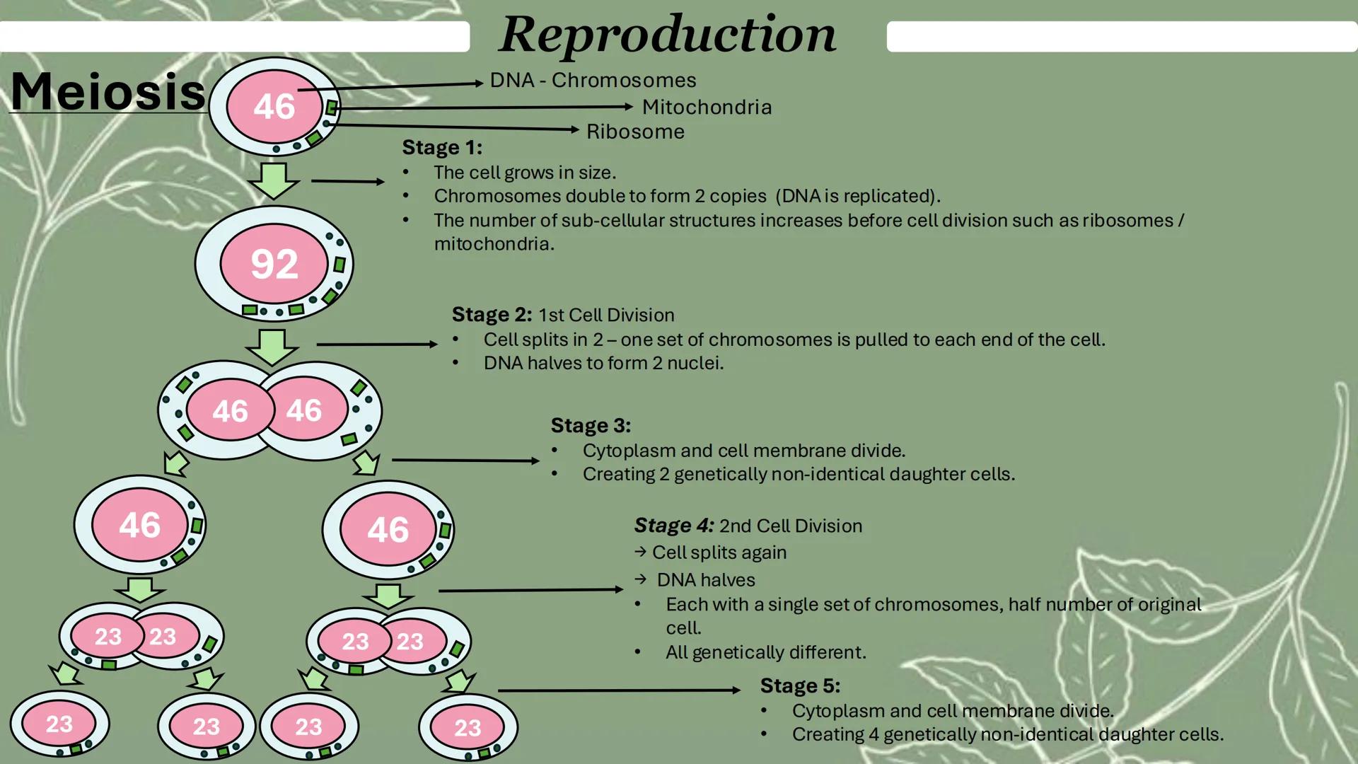Reproduction
Mitosis
Formation of 2 genetically identical
daughter cells
1 cell division
Happens in the body cells - All over the
body
Maint