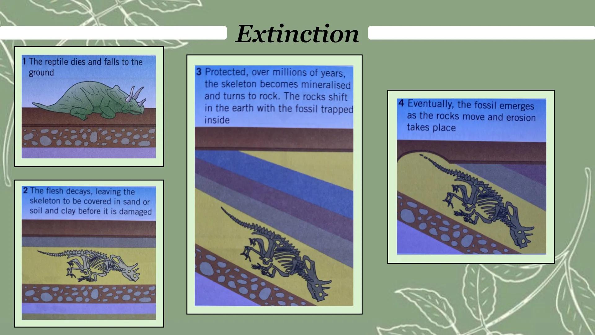 # Evidence of evolution
The Theory of evolution by natural selection is now widely accepted because there are lots
of data to support it, s