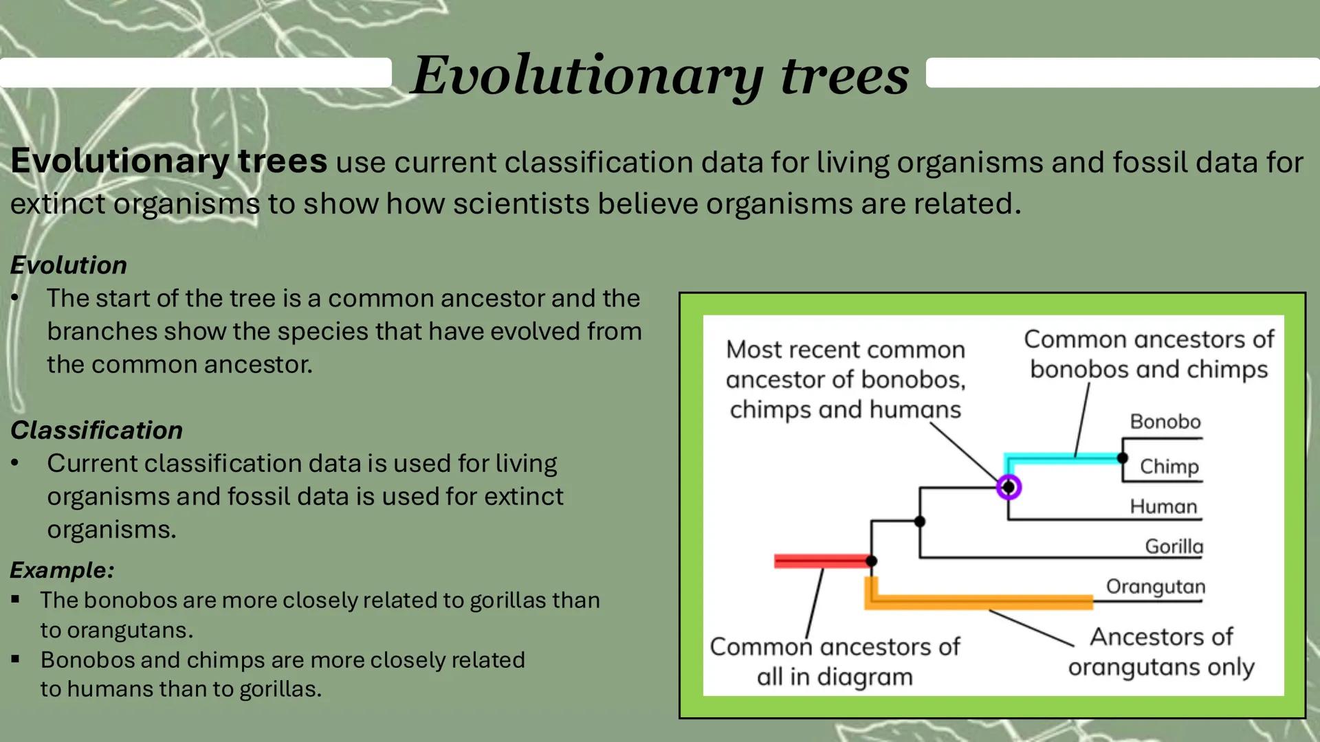 # Classification of living organisms
Kingdom
Phylum
Class
Order
Family
Genus
Species
Traditional (Linnaean) classification system
*