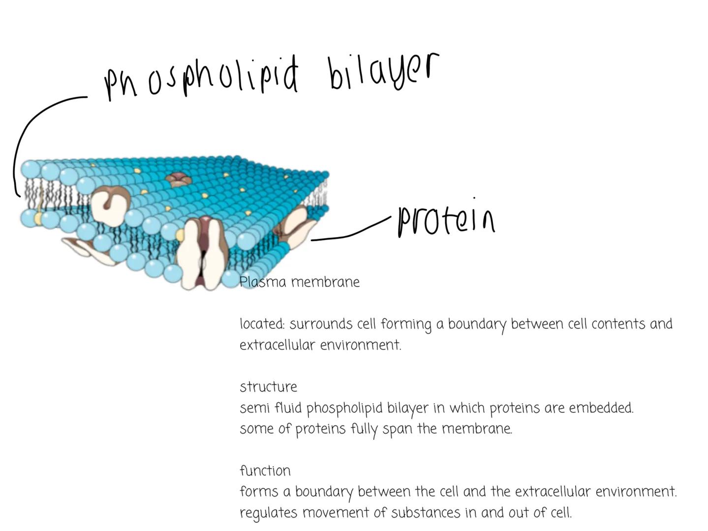 NOTEBOOK Eukaryotic Cell Structure
nuclear
Eukaryotic cells have a nucleus and membrane bound organelles
Can see the structure of the organe