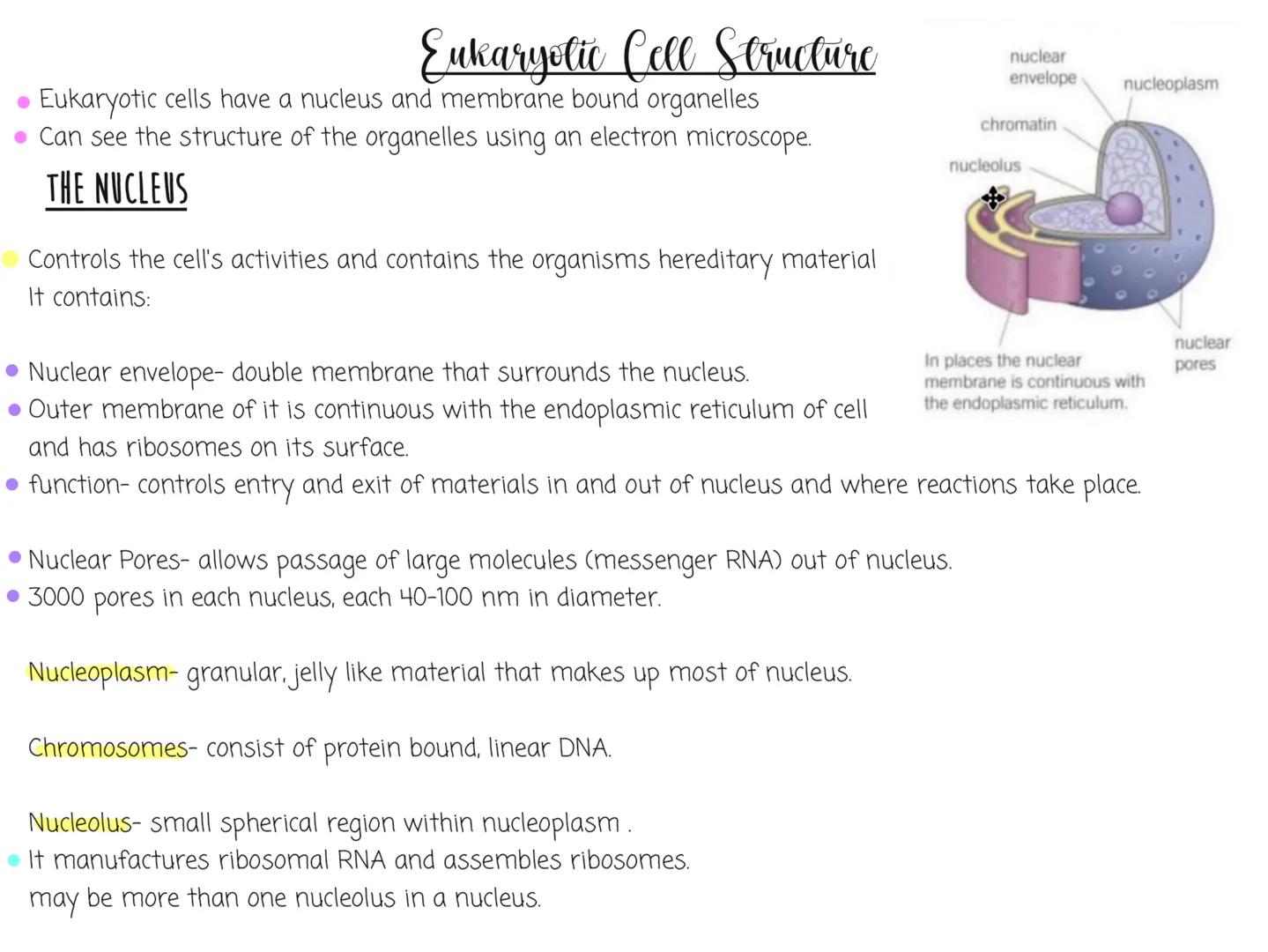 NOTEBOOK Eukaryotic Cell Structure
nuclear
Eukaryotic cells have a nucleus and membrane bound organelles
Can see the structure of the organe