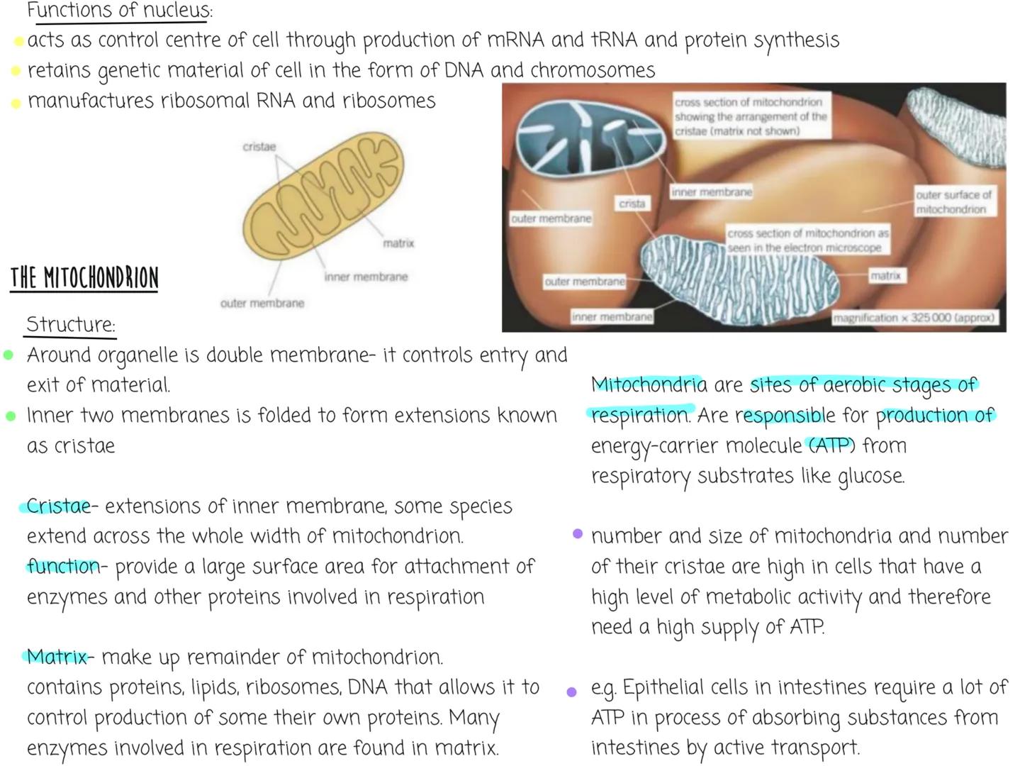 NOTEBOOK Eukaryotic Cell Structure
nuclear
Eukaryotic cells have a nucleus and membrane bound organelles
Can see the structure of the organe