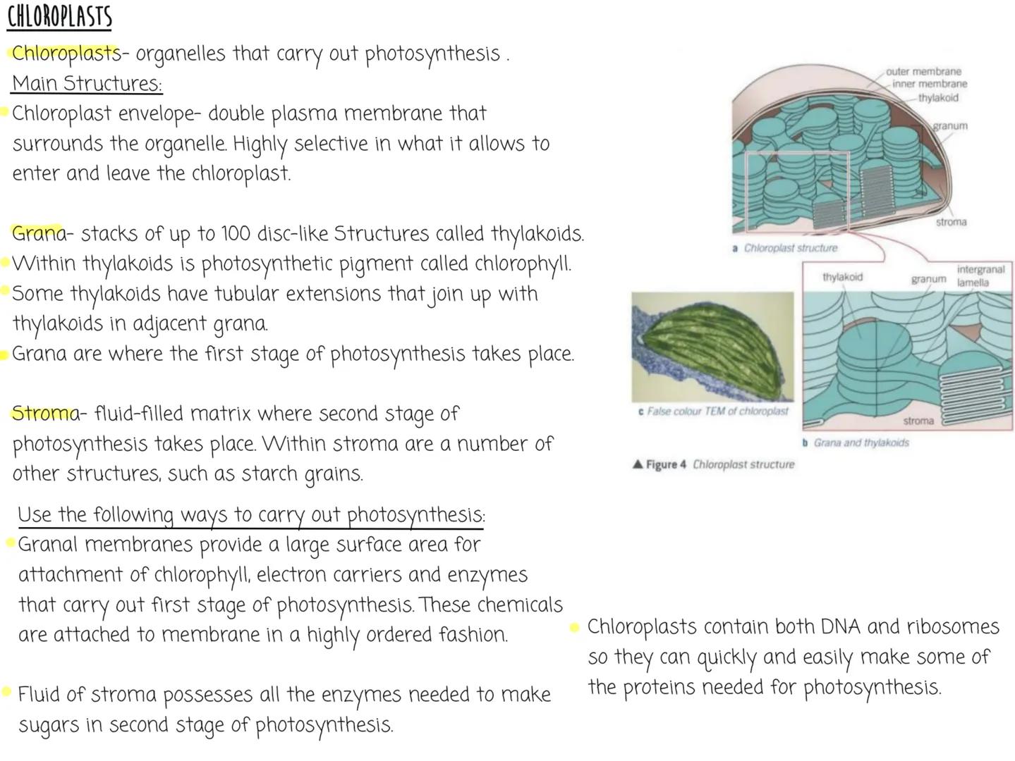NOTEBOOK Eukaryotic Cell Structure
nuclear
Eukaryotic cells have a nucleus and membrane bound organelles
Can see the structure of the organe