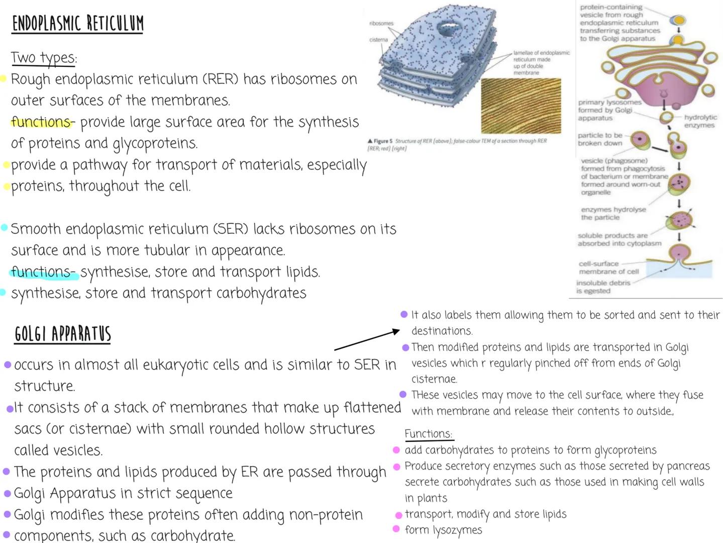 NOTEBOOK Eukaryotic Cell Structure
nuclear
Eukaryotic cells have a nucleus and membrane bound organelles
Can see the structure of the organe