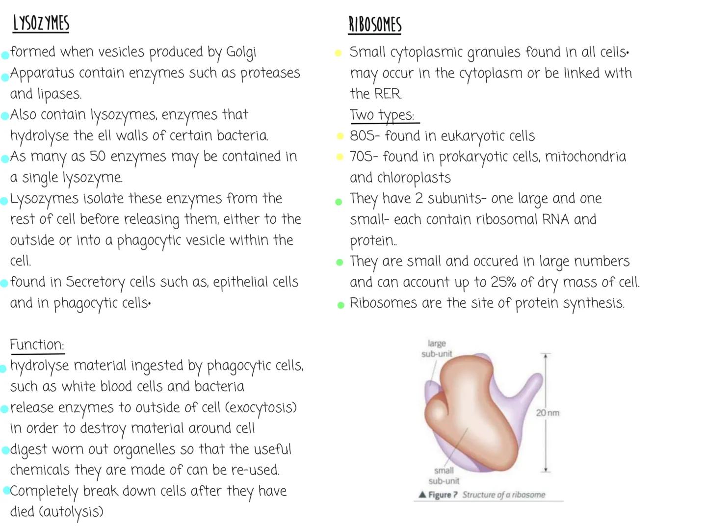 NOTEBOOK Eukaryotic Cell Structure
nuclear
Eukaryotic cells have a nucleus and membrane bound organelles
Can see the structure of the organe