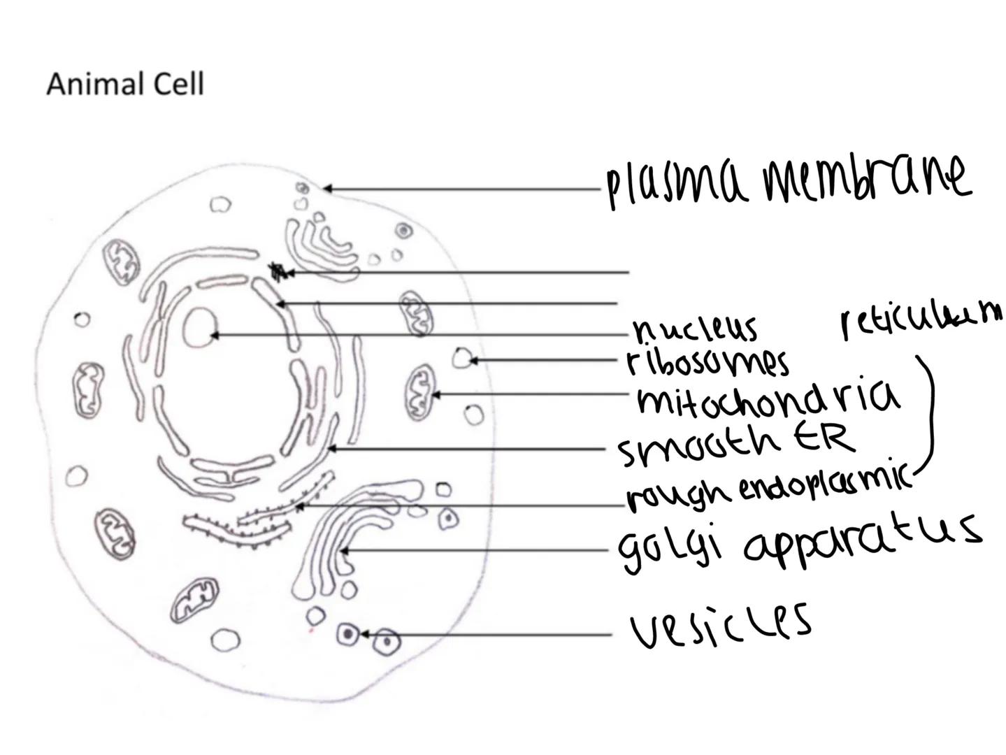 NOTEBOOK Eukaryotic Cell Structure
nuclear
Eukaryotic cells have a nucleus and membrane bound organelles
Can see the structure of the organe