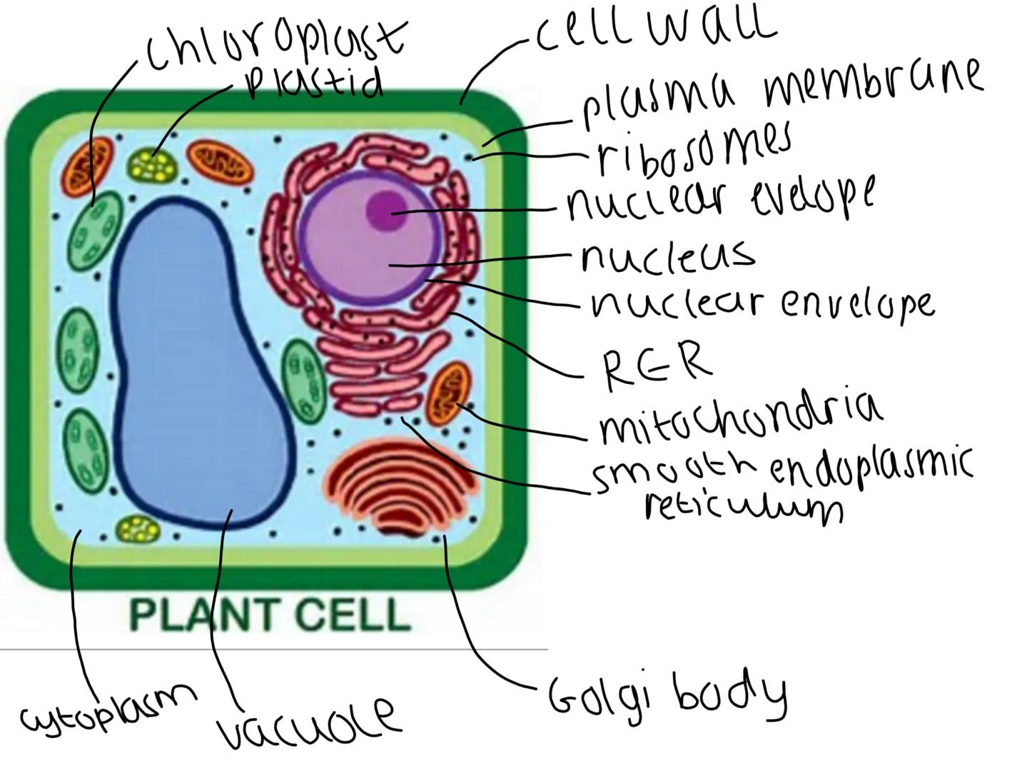 NOTEBOOK Eukaryotic Cell Structure
nuclear
Eukaryotic cells have a nucleus and membrane bound organelles
Can see the structure of the organe