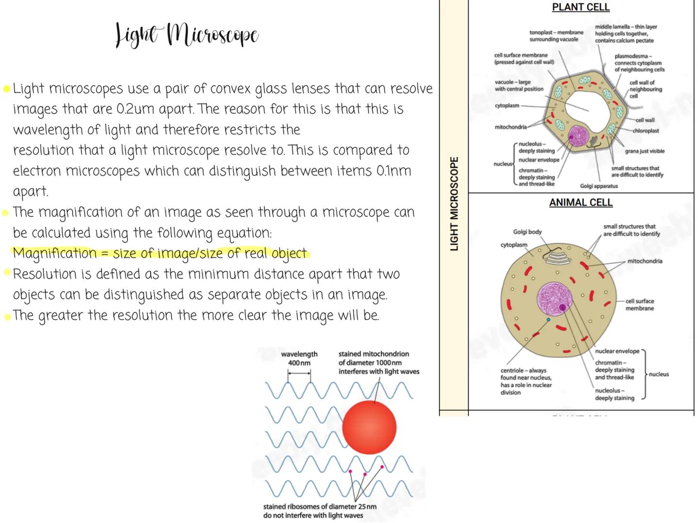 # Light Microscope
Light microscopes use a pair of convex glass lenses that can resolve
images that are 0.2um apart. The reason for this is