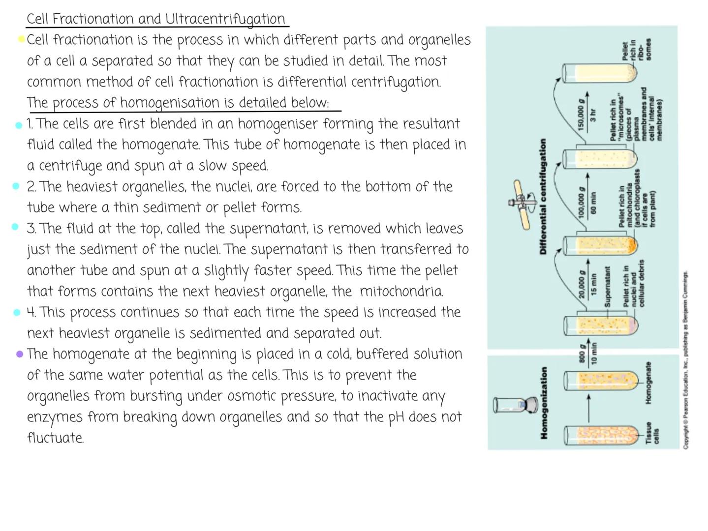 # Light Microscope
Light microscopes use a pair of convex glass lenses that can resolve
images that are 0.2um apart. The reason for this is