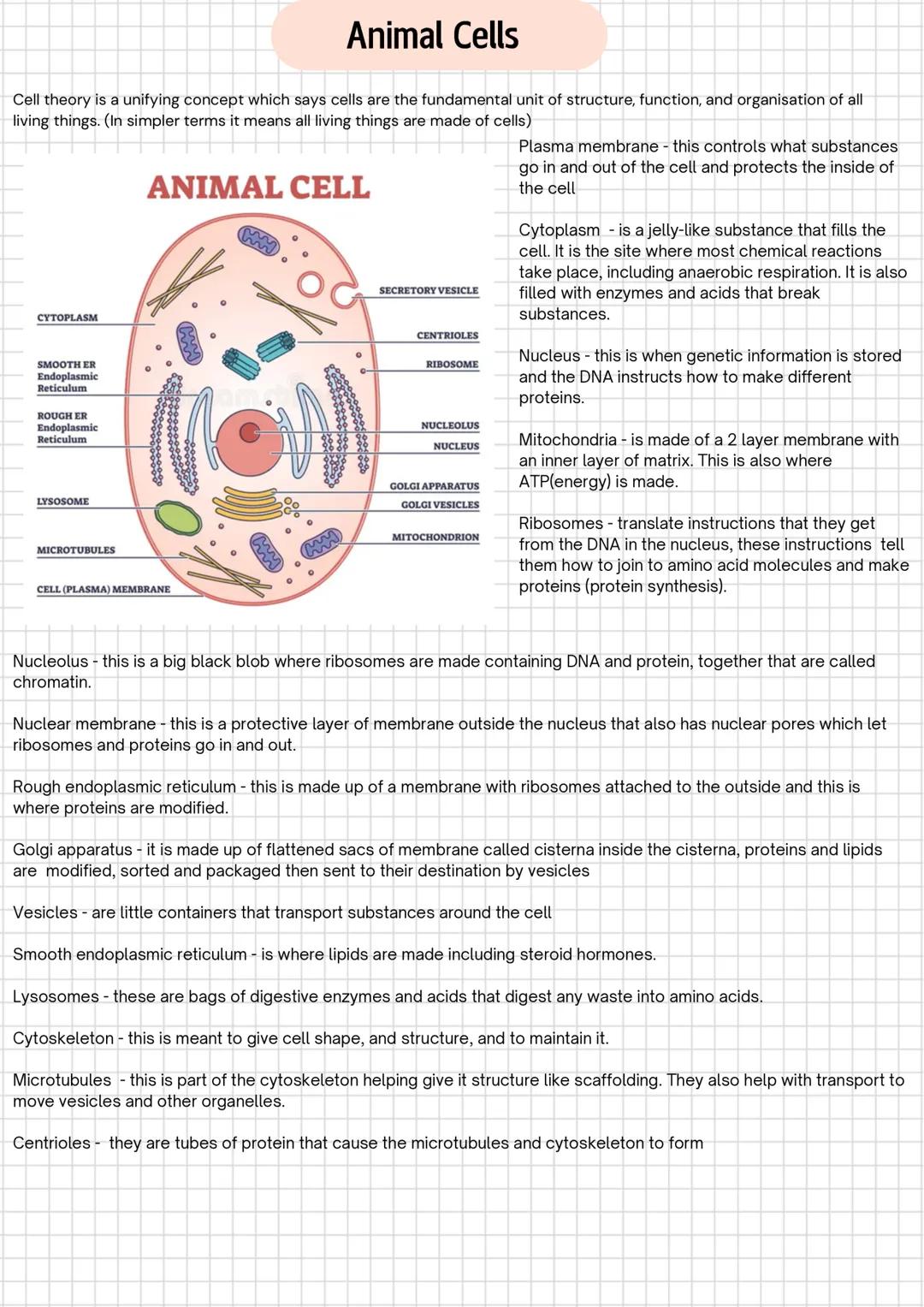 Animal Cells
Cell theory is a unifying concept which says cells are the fundamental unit of structure, function, and organisation of all
liv