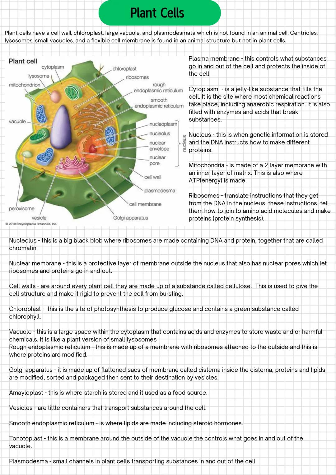 Animal Cells
Cell theory is a unifying concept which says cells are the fundamental unit of structure, function, and organisation of all
liv