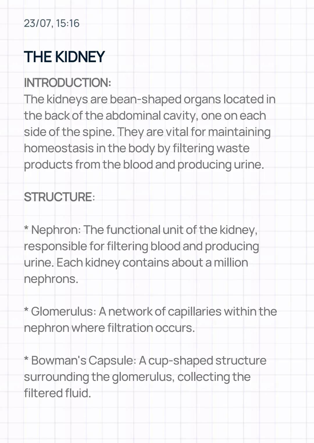 23/07, 15:16
THE KIDNEY
INTRODUCTION:
The kidneys are bean-shaped organs located in
the back of the abdominal cavity, one on each
side of th