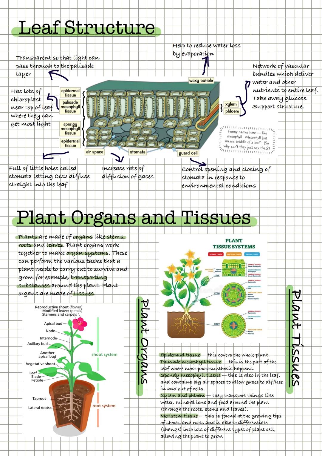 Leaf Structure
Transparent so that light can
pass through to the palisade
Layer
Has lots of
epidermal
chloroplast
tissue
palisade
near top o