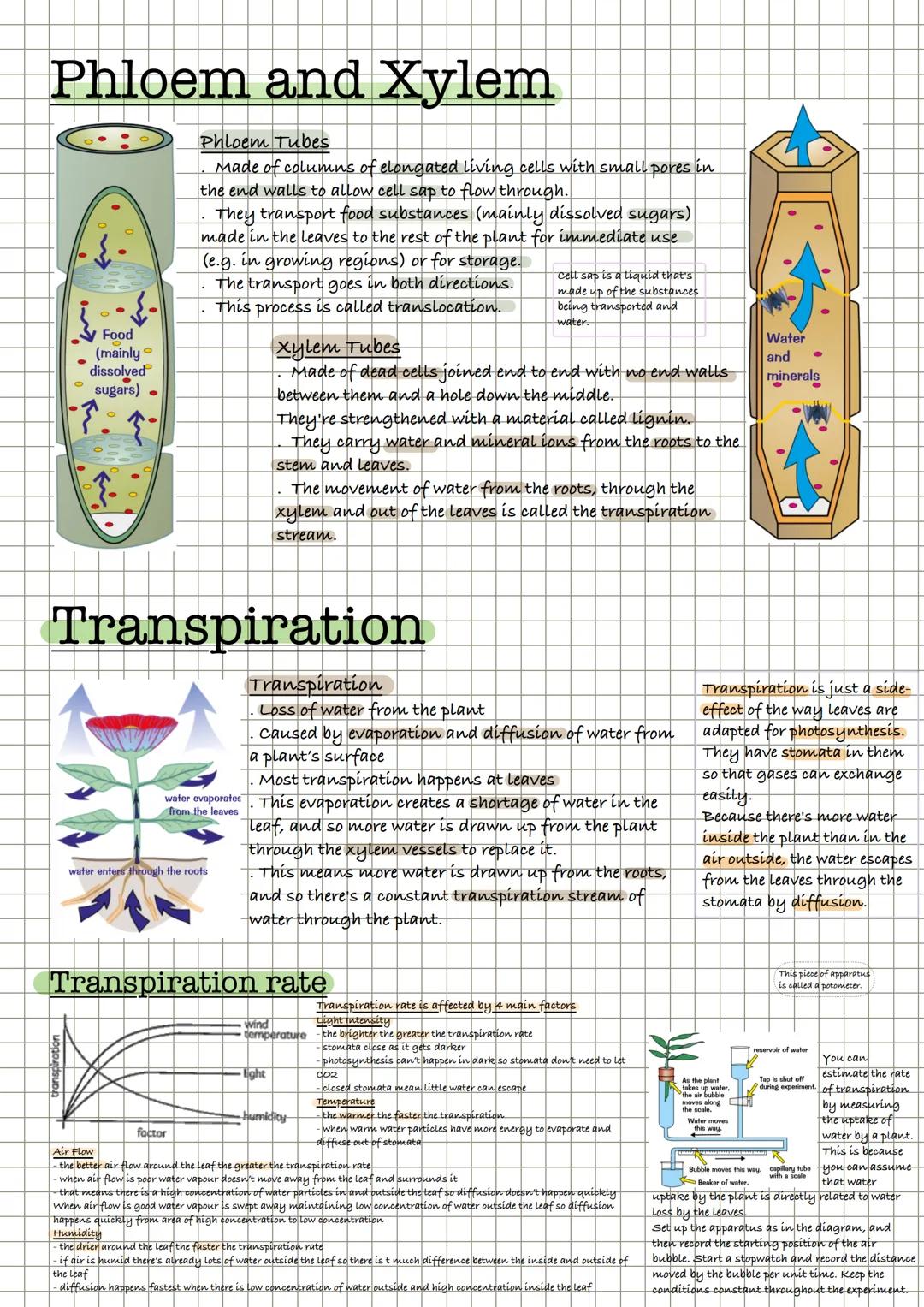 Leaf Structure
Transparent so that light can
pass through to the palisade
Layer
Has lots of
epidermal
chloroplast
tissue
palisade
near top o