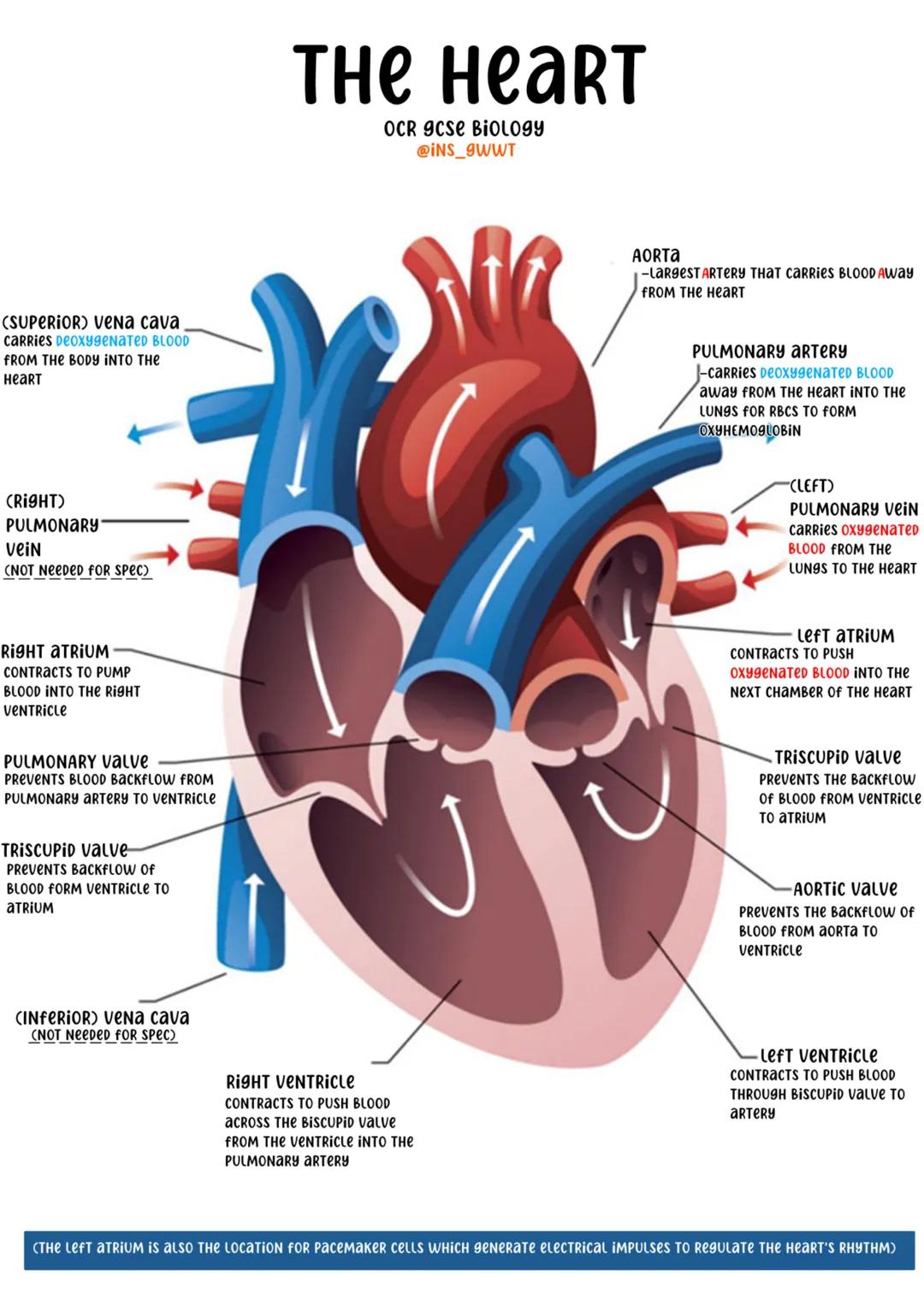 THE HEART
OCR ICSE BIOLOGY
@INS_9WWT
(SUPERIOR) vena cava
Carries DeoxyGENATED BLOOD
FROM THE BODY INTO THE
HEART
(RIGHT)
PULMONARY
Vein
(NO
