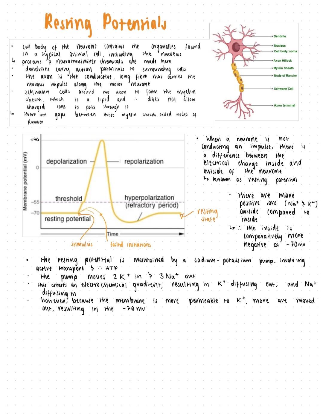 ها
Resting Potentials
call body of the neurone
in а
contains the
organelles found
the
nucleus
typical animal cell, including
proteins neurot