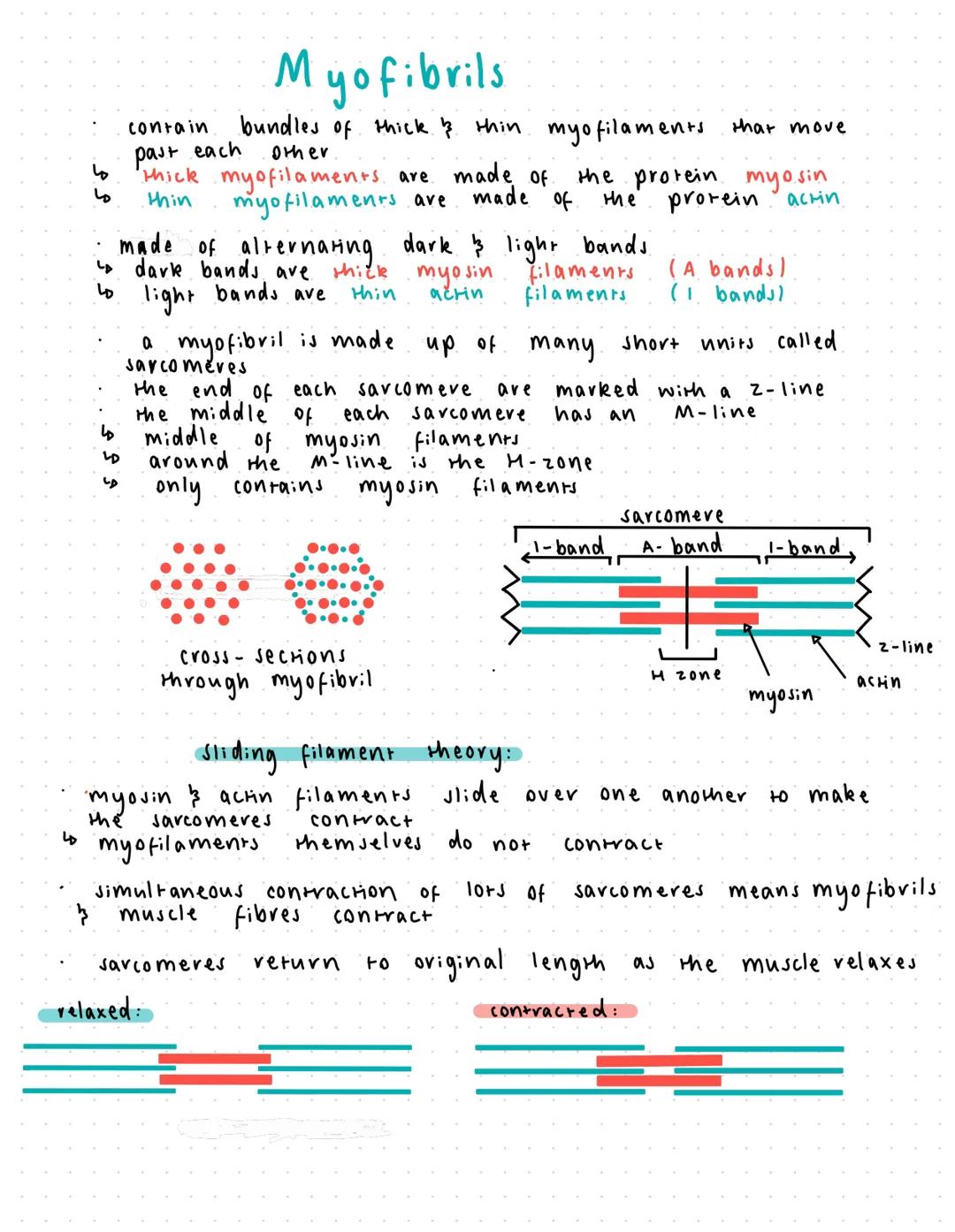 ها
Resting Potentials
call body of the neurone
in а
contains the
organelles found
the
nucleus
typical animal cell, including
proteins neurot