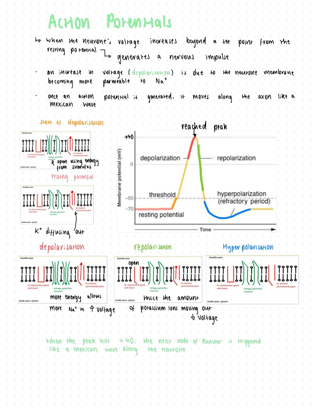 ها
Resting Potentials
call body of the neurone
in а
contains the
organelles found
the
nucleus
typical animal cell, including
proteins neurot