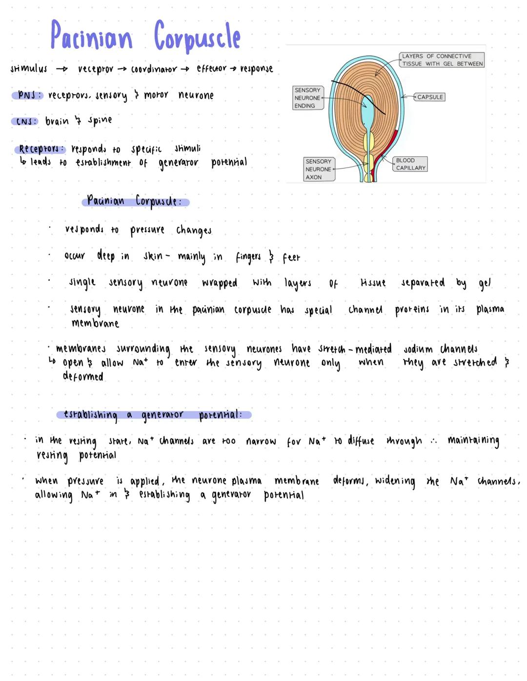 ها
Resting Potentials
call body of the neurone
in а
contains the
organelles found
the
nucleus
typical animal cell, including
proteins neurot