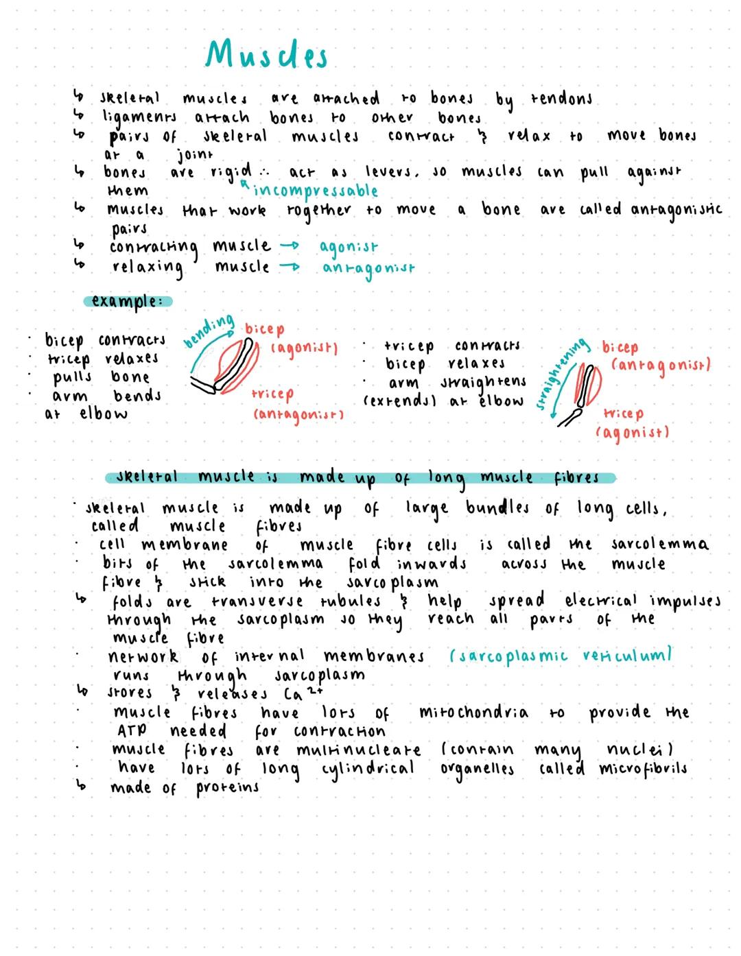 ها
Resting Potentials
call body of the neurone
in а
contains the
organelles found
the
nucleus
typical animal cell, including
proteins neurot