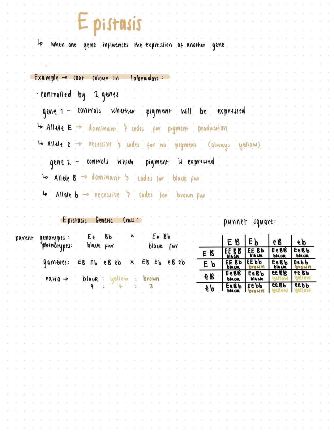 # Inheritance
| type of inheritance | generic diagram coding | example |
| ----------- | ----------- | ----------- |
| monohybrid | Single