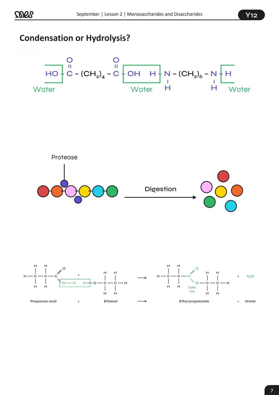 Year 12
WORKBOOK
BIOLOGY
September | Lesson 2
Monosaccharides and Disaccharides
mes
myedspace.co.uk mes
September | Lesson 2 | Monosaccharid