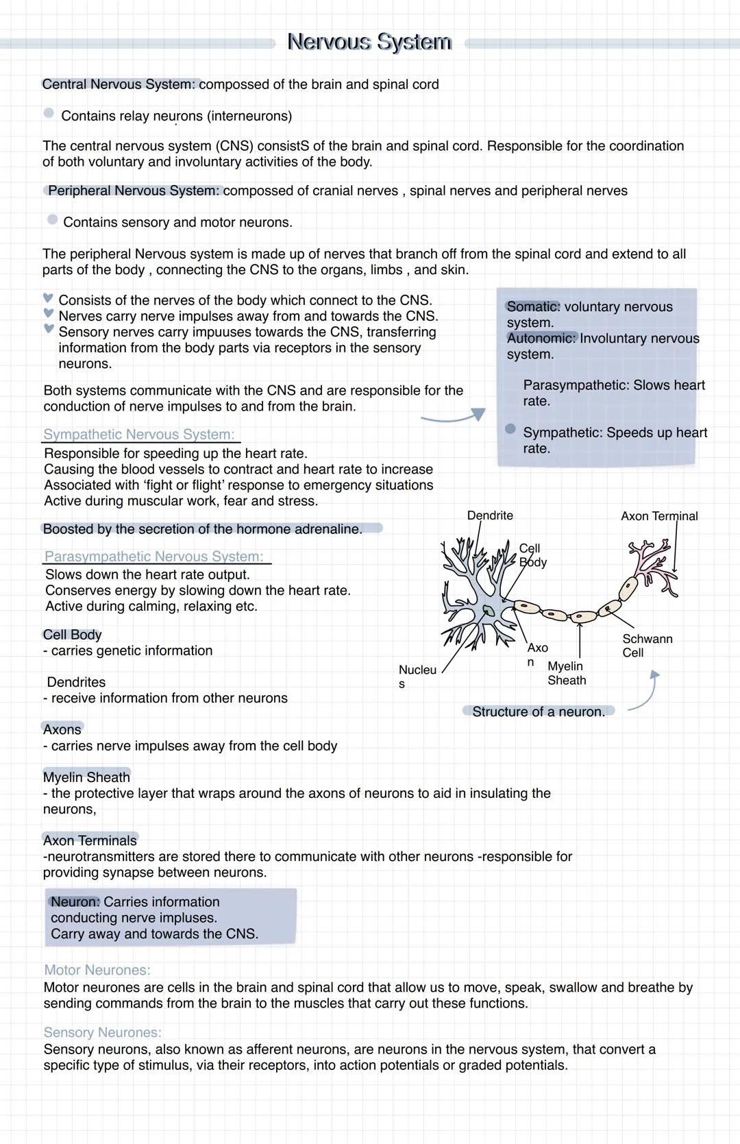 Nervous System
Central Nervous System: compossed of the brain and spinal cord
Contains relay neurons (interneurons)
The central nervous syst
