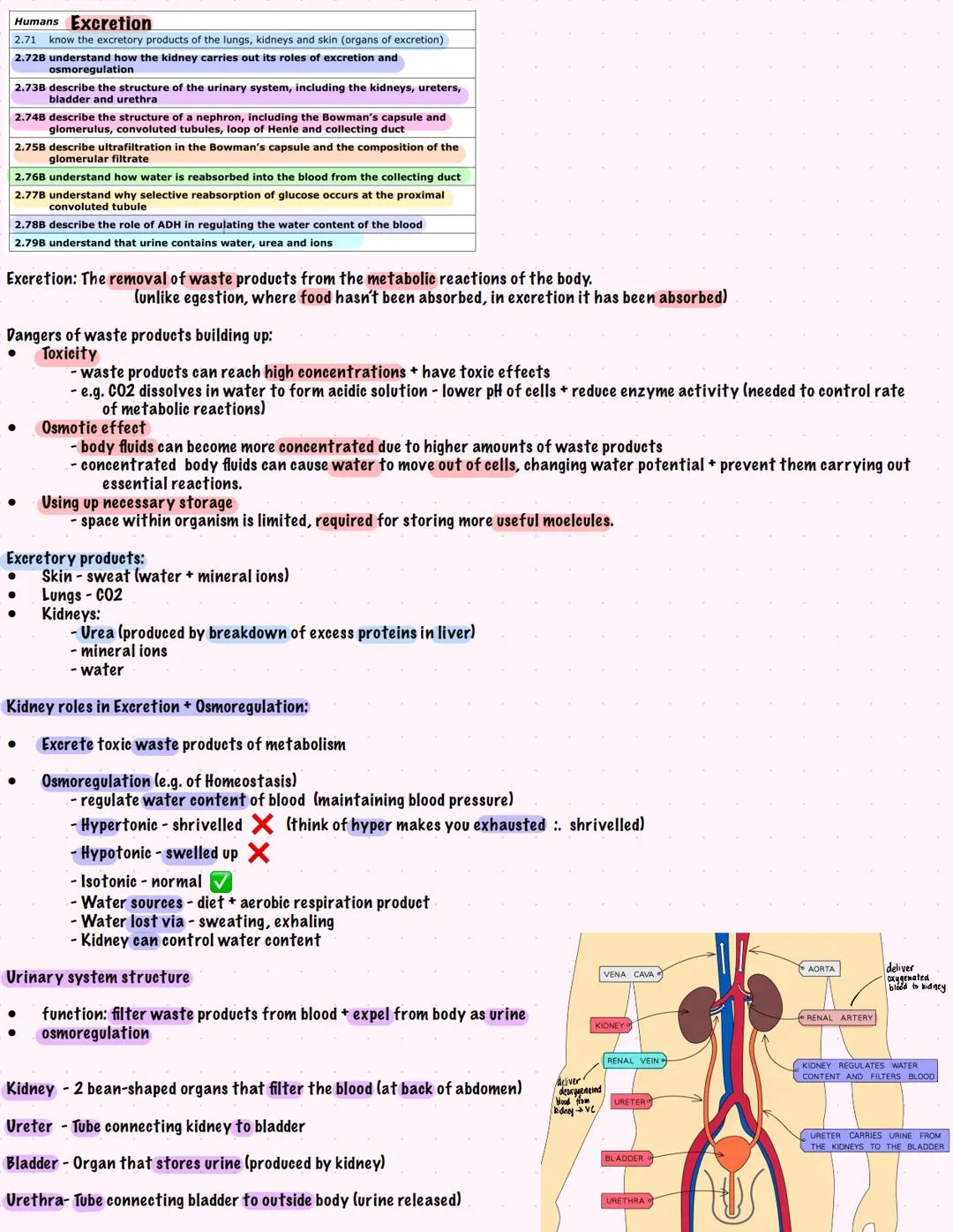 # Humans Excretion
2.71 know the excretory products of the lungs, kidneys and skin (organs of excretion)
2.728 understand how the kidney car