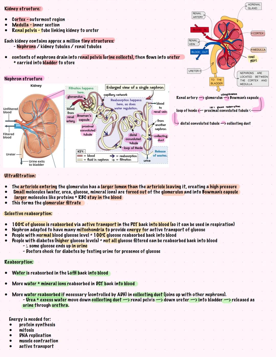 # Humans Excretion
2.71 know the excretory products of the lungs, kidneys and skin (organs of excretion)
2.728 understand how the kidney car