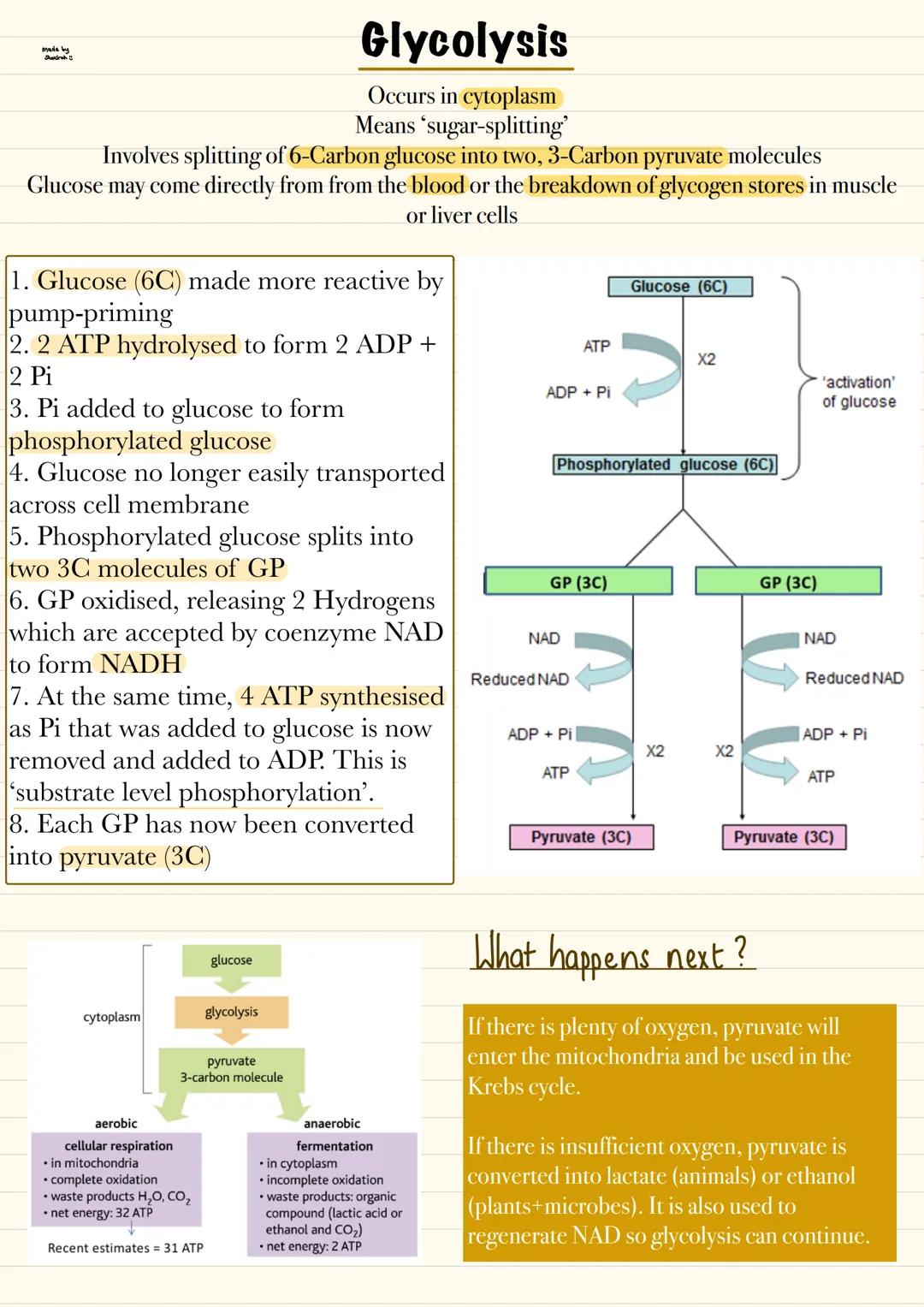 made by
Drah
Glycolysis
Occurs in cytoplasm
Means 'sugar-splitting'
Involves splitting of 6-Carbon glucose into two, 3-Carbon pyruvate molec