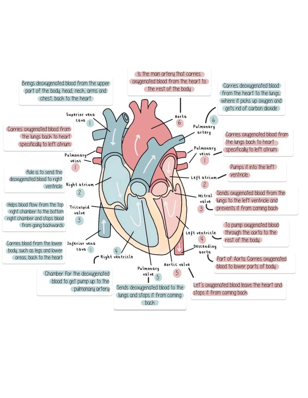 Brings deoxygenated blood from the upper
part of the body, head, neck, arms and
chest, back to the heart
Superior vena
cava
Carries oxygen