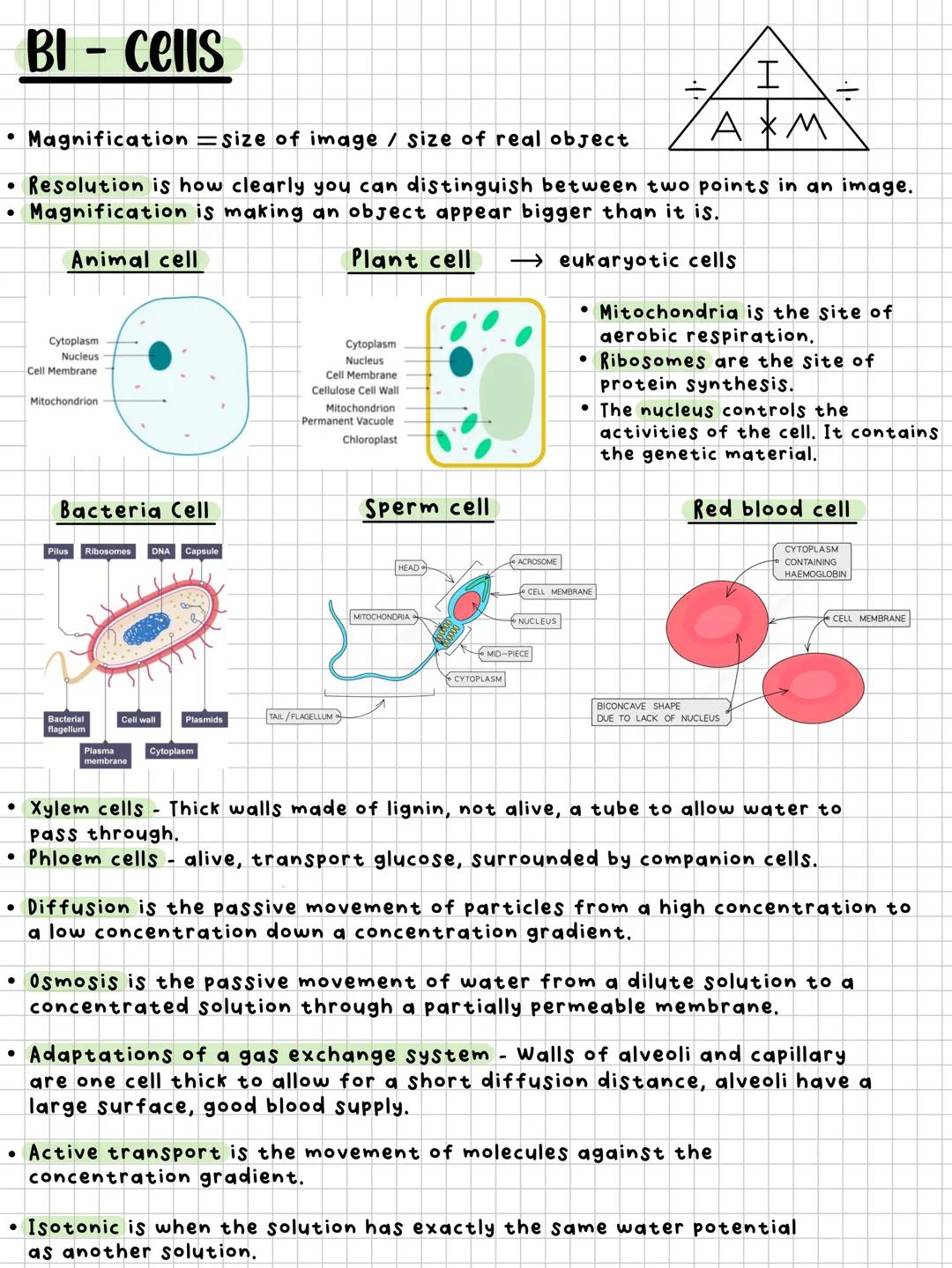 BI - Cells
.
Magnification = size of image / size of real object
I
H☑
ажи
• Resolution is how clearly you can distinguish between two points