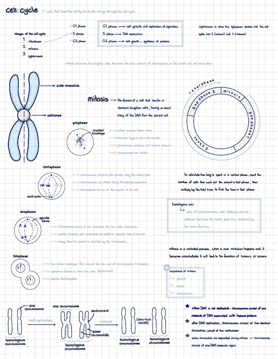 a level biology mitosis notes