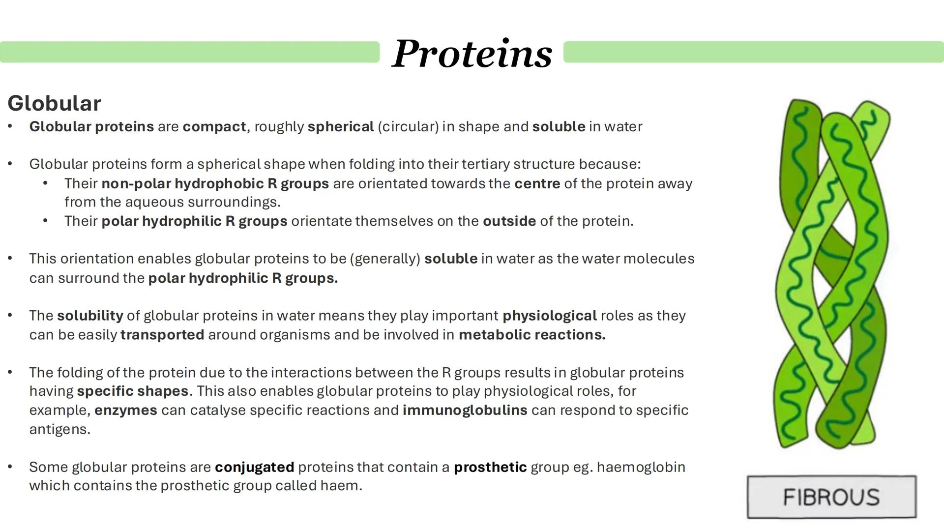 Proteins
What are proteins?
Proteins are a diverse group of large and complex polymer molecules, made up of long chains of amino acids.
→ A