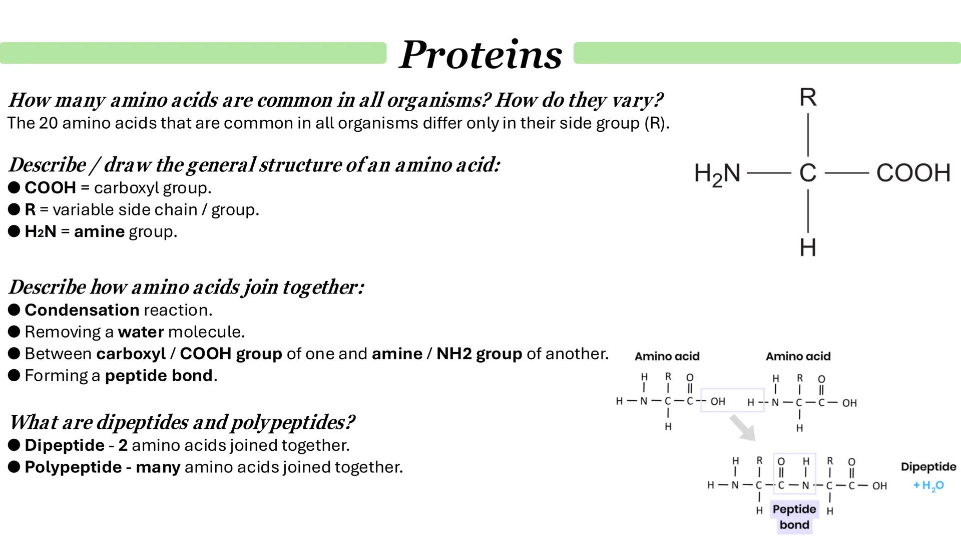 Proteins
What are proteins?
Proteins are a diverse group of large and complex polymer molecules, made up of long chains of amino acids.
→ A