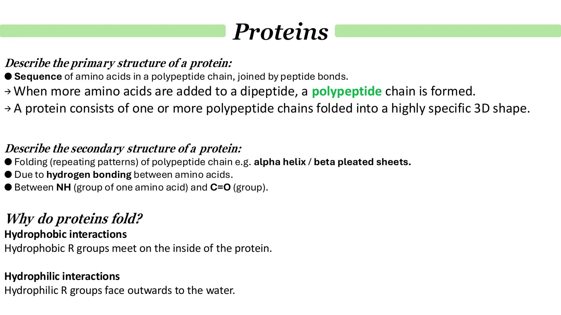 Proteins
What are proteins?
Proteins are a diverse group of large and complex polymer molecules, made up of long chains of amino acids.
→ A