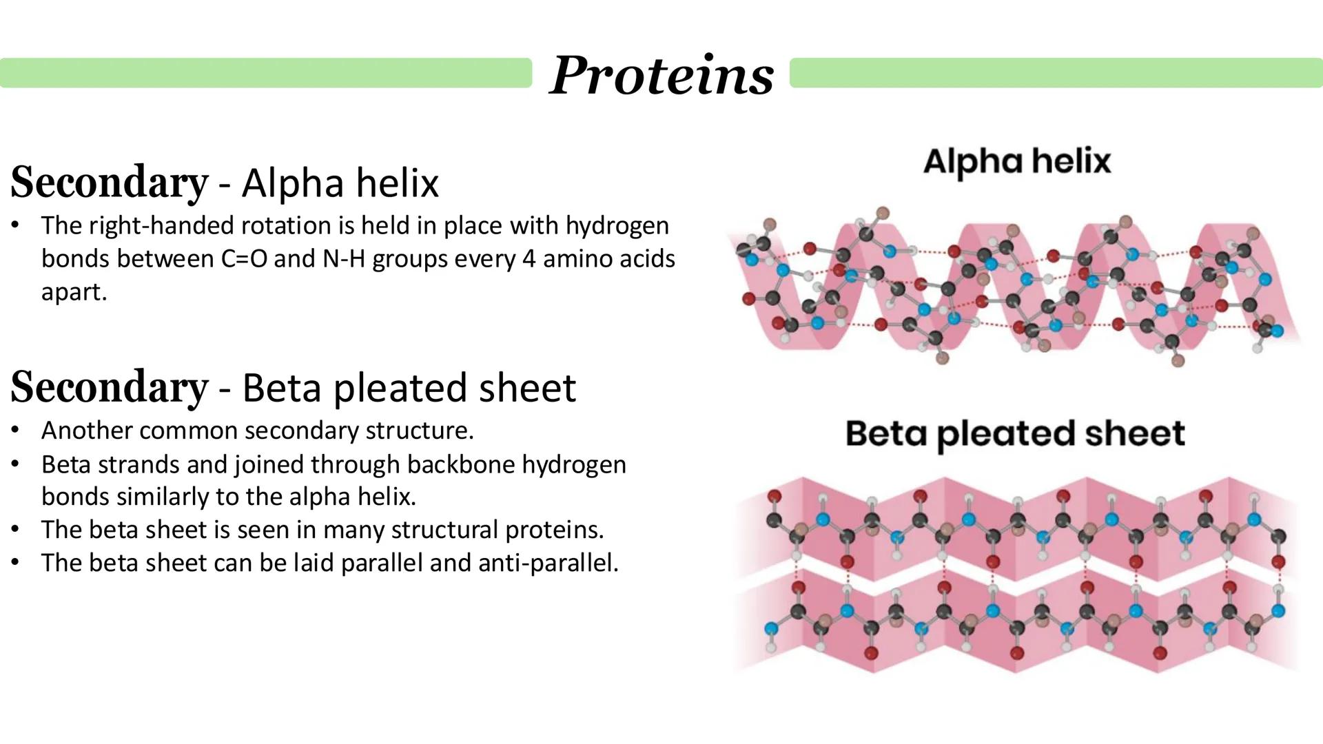 Proteins
What are proteins?
Proteins are a diverse group of large and complex polymer molecules, made up of long chains of amino acids.
→ A