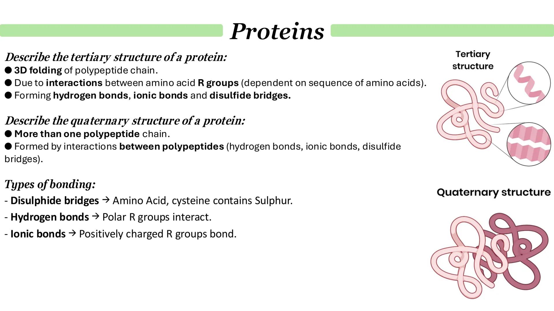 Proteins
What are proteins?
Proteins are a diverse group of large and complex polymer molecules, made up of long chains of amino acids.
→ A