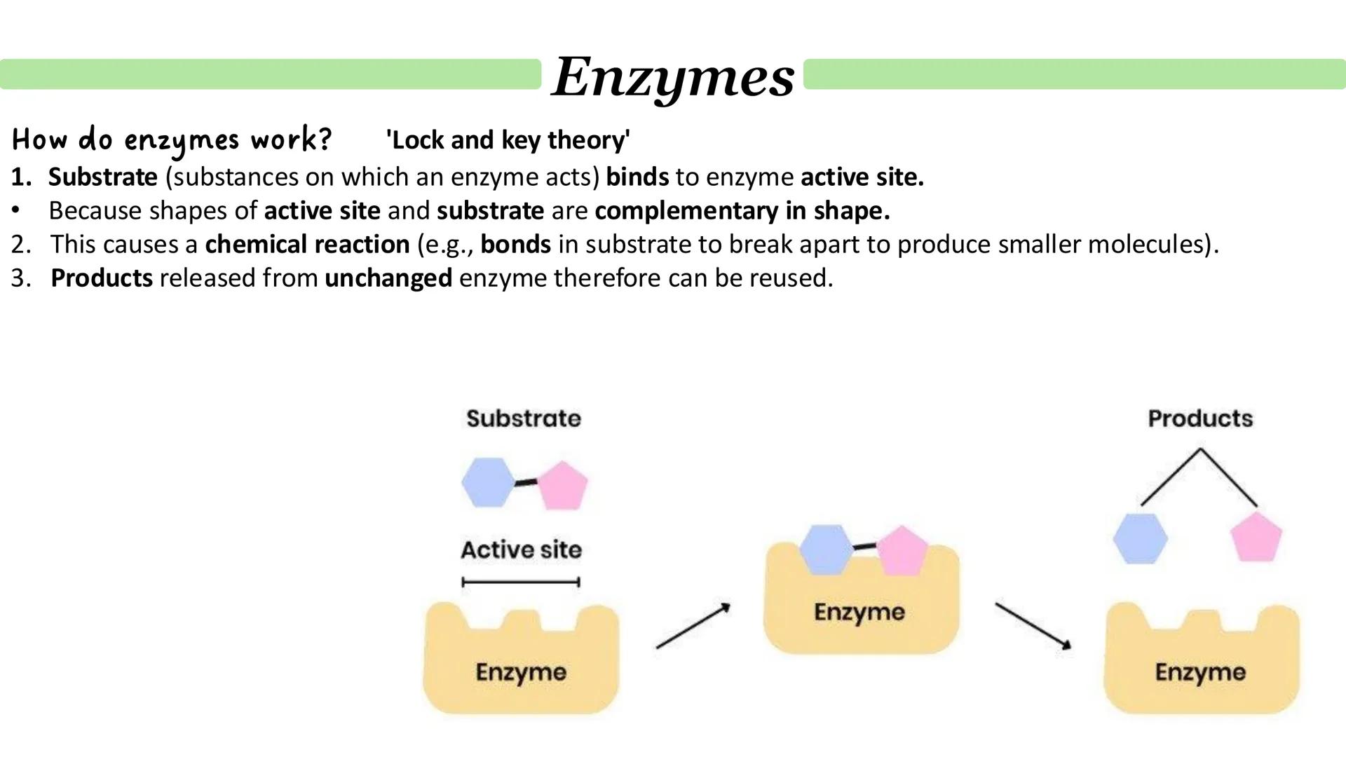 Enzymes
How do enzymes act as biological catalysts?
Each enzyme lowers activation energy of reaction it catalyses
To speed up rate of reacti
